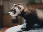 There was no evidence of SARS-CoV-2 transmission from humans to ferrets based on viral and antibody assays.(Unsplash)
