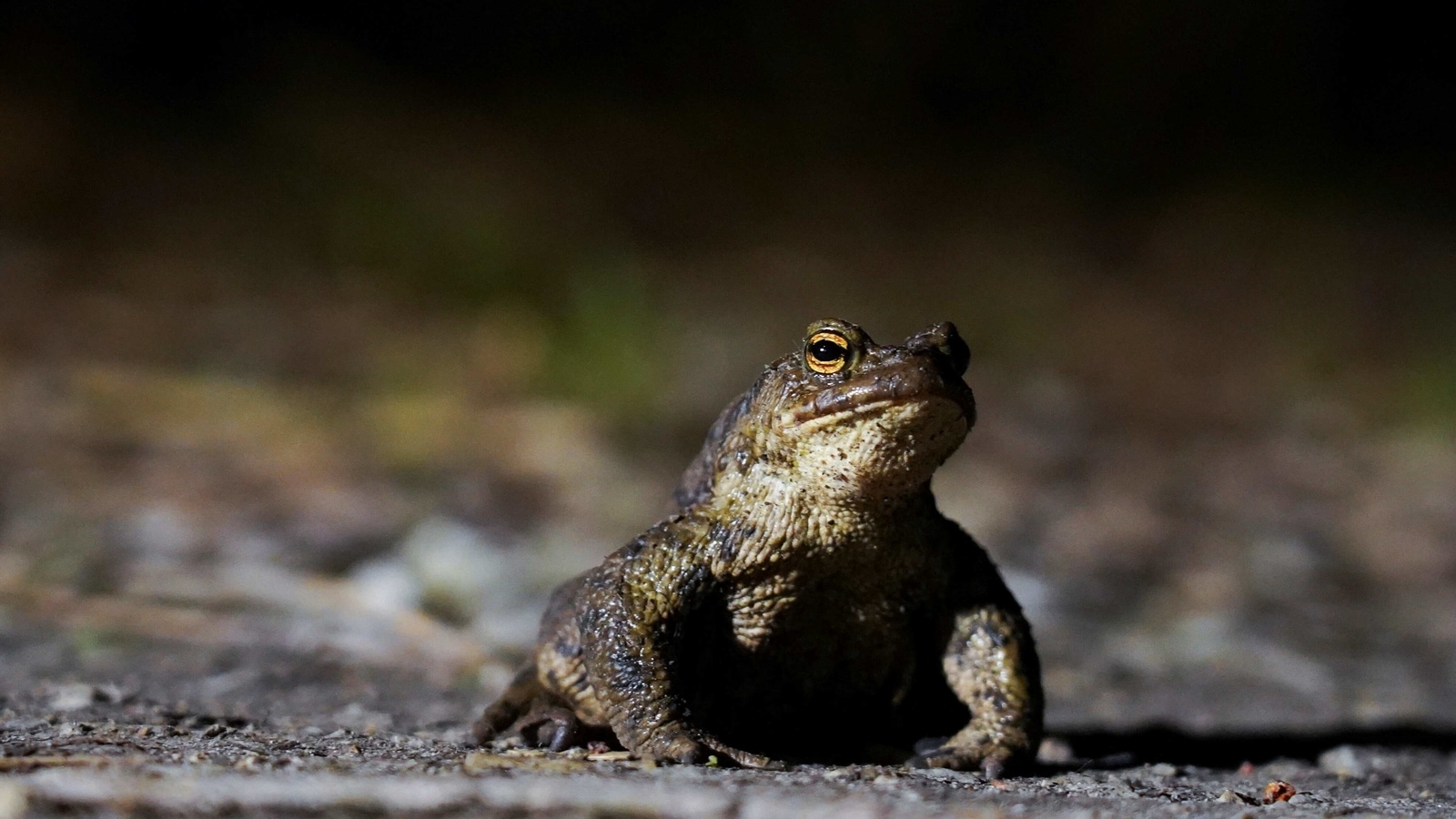 clipart of frogs and toads crossword