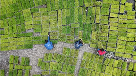 Farmers transferring rice seedling at a seedling base in Jianhe in China's southwestern Guizhou province. (AFP) Farmers transferring rice seedling at a seedling base in Jianhe in China's southwestern Guizhou province. (AFP)
