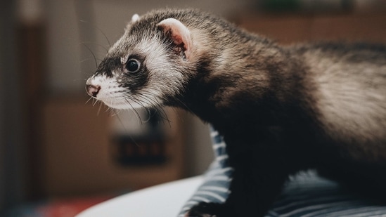 There was no evidence of SARS-CoV-2 transmission from humans to ferrets based on viral and antibody assays.(Unsplash) There was no evidence of SARS-CoV-2 transmission from humans to ferrets based on viral and antibody assays.(Unsplash)