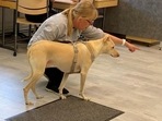 Trainer Susanna Paavilainen directs sniffer dog Kossi in Helsinki Airport in Vantaa, Finland. (REUTERS)