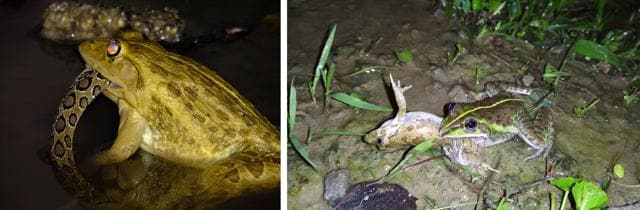 A bullfrog swallows a Russell’s viper; another bullfrog firmly holds a struggling rice paddy frog. (PHOTOS: DURGESH SINGH AND TANVIR AHMED) A bullfrog swallows a Russell’s viper; another bullfrog firmly holds a struggling rice paddy frog. (PHOTOS: DURGESH SINGH AND TANVIR AHMED)