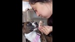 The image shows the puzzled doggo.(Instagram/@savannahminton3) The image shows the puzzled doggo.(Instagram/@savannahminton3)