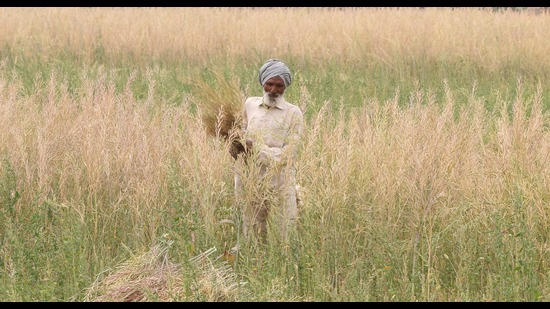 A farmer harvesting mustard crop at a village in Bathinda district on Sunday. (Sanjeev Kumar/HT) A farmer harvesting mustard crop at a village in Bathinda district on Sunday. (Sanjeev Kumar/HT)