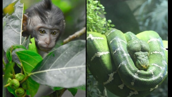 From monkeys to snakes and frogs, the species were discovered as a result of an eight-year investigation of the terrestrial wildlife. (representational image) (Pexels) From monkeys to snakes and frogs, the species were discovered as a result of an eight-year investigation of the terrestrial wildlife. (representational image) (Pexels)