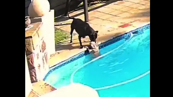 The image shows Jessie rescuing Chucky from the pool. (Facebook/@Byron Thanarayen) The image shows Jessie rescuing Chucky from the pool. (Facebook/@Byron Thanarayen)