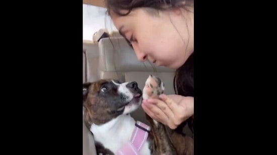 The image shows the puzzled doggo. (Instagram/@savannahminton3) The image shows the puzzled doggo. (Instagram/@savannahminton3)