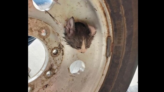 The image shows the kitten stuck inside a discarded tyre. (Instagram/@safd_technicalrescue) The image shows the kitten stuck inside a discarded tyre. (Instagram/@safd_technicalrescue)