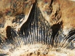 In this undated photo provided by John-Paul Hodnett are a row of teeth on the lower jaw of a 300-million-year-old shark species named this week following a nearly complete skeleton of the species in 2013 in New Mexico. Discoverer Hodnett says it was the short, squat teeth that first alerted him to the possibility that the specimen initially dubbed In this undated photo provided by John-Paul Hodnett are a row of teeth on the lower jaw of a 300-million-year-old shark species named this week following a nearly complete skeleton of the species in 2013 in New Mexico. Discoverer Hodnett says it was the short, squat teeth that first alerted him to the possibility that the specimen initially dubbed