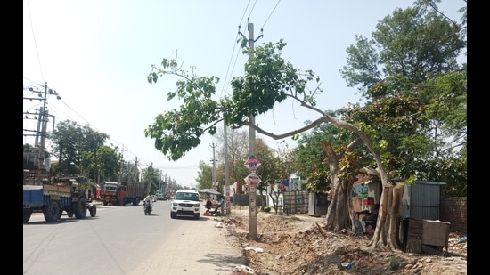 Trees axed on the roadside in Sangrur town.
