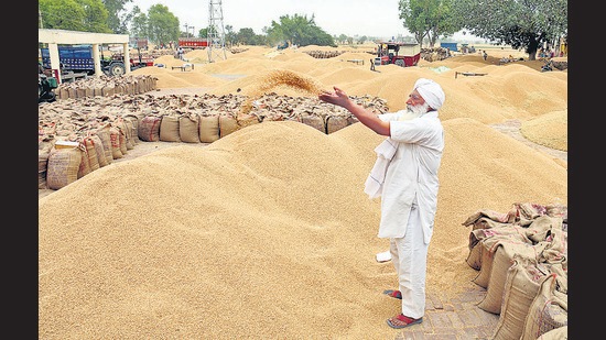 The harvesting in Patiala and Sangrur begins 10 days ahead of other parts of Punjab. The 10-day delay in procurement derailed the entire system, said a Pungrain official. (Ht Photo) The harvesting in Patiala and Sangrur begins 10 days ahead of other parts of Punjab. The 10-day delay in procurement derailed the entire system, said a Pungrain official. (Ht Photo)