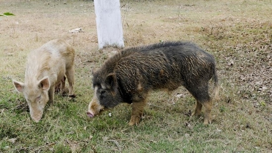 ASF is a highly contagious and deadly viral disease, affecting both domestic and feral swine of all ages.(Parveen Kumar/HT File Photo) ASF is a highly contagious and deadly viral disease, affecting both domestic and feral swine of all ages.(Parveen Kumar/HT File Photo)