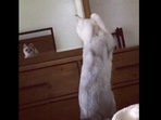 The image shows the confused kitty.(Reddit) The image shows the confused kitty.(Reddit)