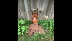 The image shows the doggo giving the ball.(Reddit) The image shows the doggo giving the ball.(Reddit)