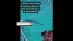 The image shows the doggo looking at the dolphin.(Instagram/@svpauhana) The image shows the doggo looking at the dolphin.(Instagram/@svpauhana)