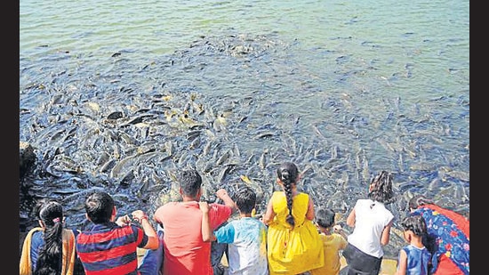 The picturesque freshwater lake, situated around 37km from Jammu, is surrounded by forest-covered hills. It has rich biodiversity and is especially famous for its huge turtles (Representative Photo/HT File) The picturesque freshwater lake, situated around 37km from Jammu, is surrounded by forest-covered hills. It has rich biodiversity and is especially famous for its huge turtles (Representative Photo/HT File)