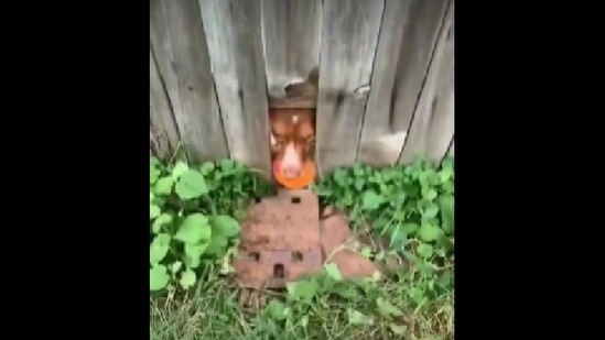 The image shows the doggo giving the ball.(Reddit)