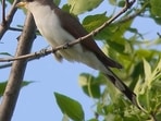 The western yellow-billed cuckoo(Britannica )