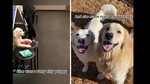 The image shows Lady as a puppy and then an adult doggo.(Instagram/@ladyandtheblues) The image shows Lady as a puppy and then an adult doggo.(Instagram/@ladyandtheblues)