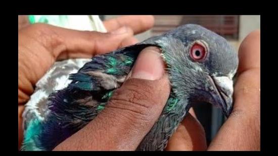 BSF seeks FIR against intruder Pak pigeon spotted in Amritsar