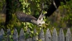 FILE - A Cooper's Hawk flies off a wooden fence in a yard in Lutherville-Timonium, Md. on April 5, 2021. The National Audubon Society has updated its million-selling field guides on birds and trees of North America for the first time in decades. The guides now include the conservation status of nearly every species of bird and tree. Maps show how climate change has affected their ranges. (AP)