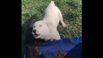 The image shows the doggo howling.(Reddit) The image shows the doggo howling.(Reddit)