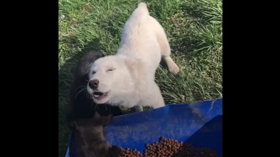 The image shows the doggo howling. (Reddit) The image shows the doggo howling. (Reddit)