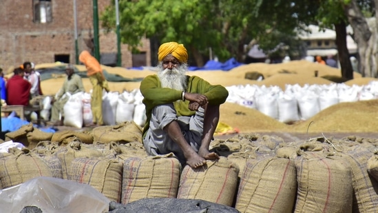 A worker sitting on bags of wheat grain at Bhagtanwala grain market in Amritsar, Punjab, India on Friday, April 23, 2021. (Photo by Sameer Sehgal /Hindustan Times) A worker sitting on bags of wheat grain at Bhagtanwala grain market in Amritsar, Punjab, India on Friday, April 23, 2021. (Photo by Sameer Sehgal /Hindustan Times)