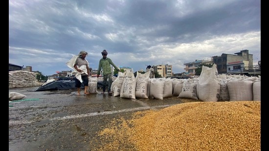 Labourers filling wheat in sacks at a grain market in Ludhiana after a downpour on Friday. (Gurpreet Singh/HT) Labourers filling wheat in sacks at a grain market in Ludhiana after a downpour on Friday. (Gurpreet Singh/HT)