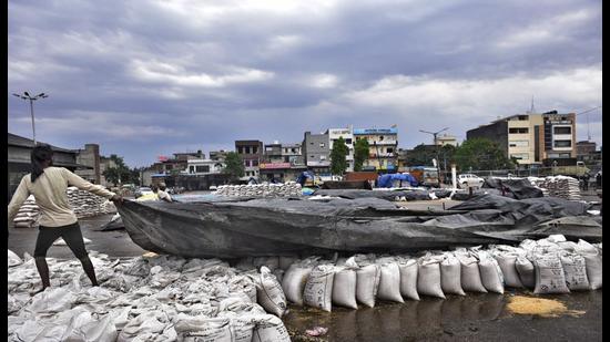 Labourers shielding wheat bags from the rain at the Gill Road grain market in Ludhiana on Friday. (Gurpreet Singh/HT)