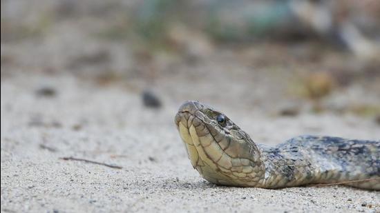 The distressed keelback at the dry Perch dam. (PHOTO: AMARDEEP SINGH) The distressed keelback at the dry Perch dam. (PHOTO: AMARDEEP SINGH)