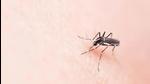 Punjab health and family welfare department had launched a malaria elimination campaign 2017-2021. (Representational photo) Punjab health and family welfare department had launched a malaria elimination campaign 2017-2021. (Representational photo)