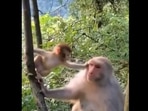 The image shows a screengrab of the video shared by Harsh Goenka, featuring a monkey and its baby,(Twitter/@hvgoenka) The image shows a screengrab of the video shared by Harsh Goenka, featuring a monkey and its baby,(Twitter/@hvgoenka)