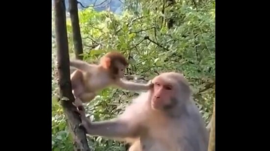 Mother S Love Baby Monkey Hugs And Kisses Mama Monkey Harsh Goenka Shares Clip Trending Hindustan Times