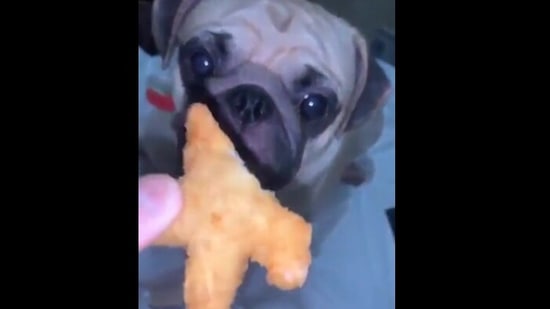 The image shows the pug looking at the snack.(Reddit/MeliaDanae)