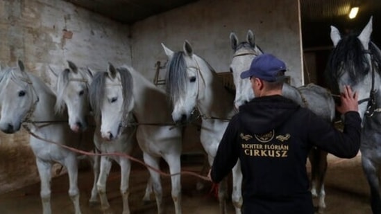 Horses wait before a training session at the home base of the Florian Richter circus in Szada, Hungary, April 20, 2021. From its off-season home in Szada, a small village just outside the capital of Budapest, the Florian Richter Circus is holding rehearsals in cautious anticipation of when performances may begin again. (AP) Horses wait before a training session at the home base of the Florian Richter circus in Szada, Hungary, April 20, 2021. From its off-season home in Szada, a small village just outside the capital of Budapest, the Florian Richter Circus is holding rehearsals in cautious anticipation of when performances may begin again. (AP)