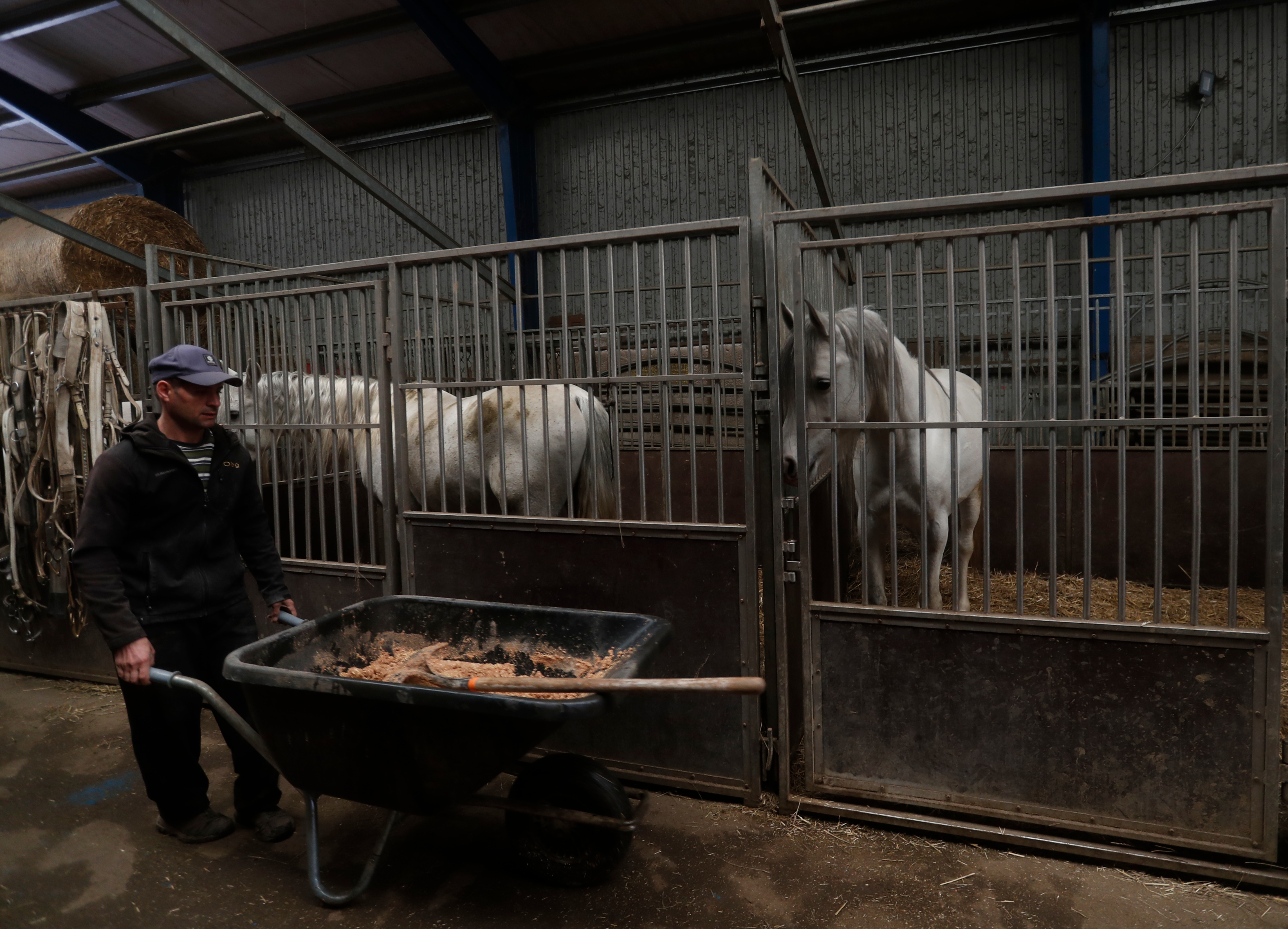 An employee feeds horses at the home base of the Florian Richter circus in Szada, Hungary, April 20, 2021. Human and four-legged performers alike are preparing to bring Hungary's largest traveling circus back on the road after the COVID-19 pandemic halted its shows for more than a year. (AP) An employee feeds horses at the home base of the Florian Richter circus in Szada, Hungary, April 20, 2021. Human and four-legged performers alike are preparing to bring Hungary's largest traveling circus back on the road after the COVID-19 pandemic halted its shows for more than a year. (AP)