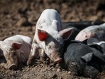 China flew in 10,433 live swine worth $25 million in the first quarter, with the imports mainly coming from Denmark and the US(Bloomberg) China flew in 10,433 live swine worth $25 million in the first quarter, with the imports mainly coming from Denmark and the US(Bloomberg)