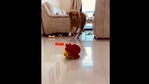 The image shows Phoebe with her new shoes.(Instagram/@phoebe_thegoldengal) The image shows Phoebe with her new shoes.(Instagram/@phoebe_thegoldengal)