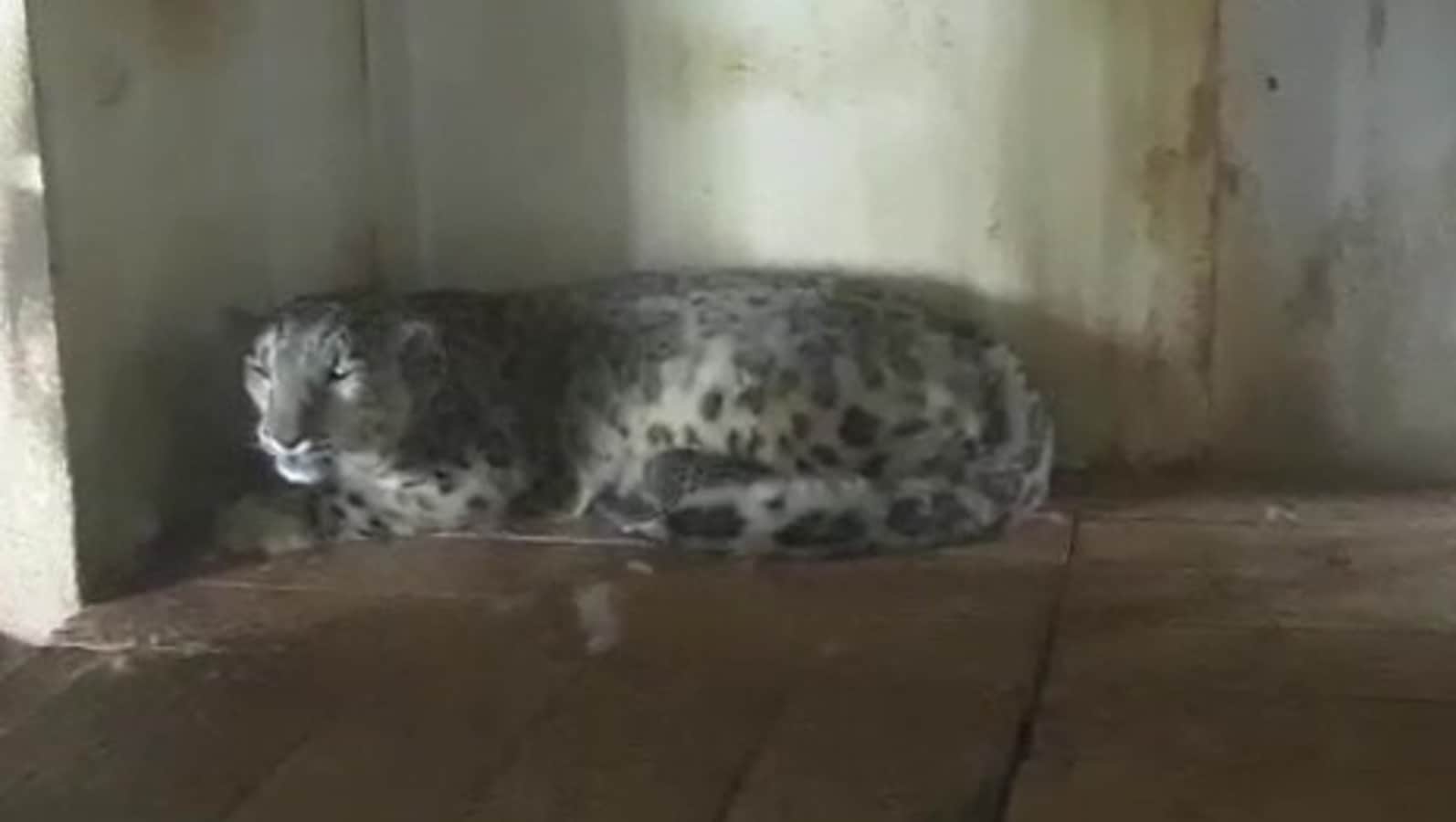 Snow leopard gives birth to cub at Darjeeling zoological park