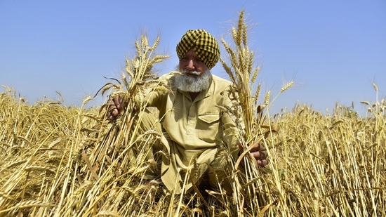 A farmer inspecting wheat crops that were flattened after heavy rains, on the outskirts of Amritsar, Punjab, India, on Wednesday, April 7, 2021. (Photo by Sameer Sehgal /Hindustan Times) A farmer inspecting wheat crops that were flattened after heavy rains, on the outskirts of Amritsar, Punjab, India, on Wednesday, April 7, 2021. (Photo by Sameer Sehgal /Hindustan Times)
