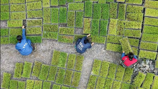 A file photo shows farmers transferring rice seedling at a seedling base in Jianhe in China's southwestern Guizhou province. (AFP)