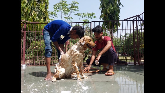 Covid positive pet parent in Delhi-NCR? Boarding facilities come to the  rescue! | Latest News Delhi - Hindustan Times