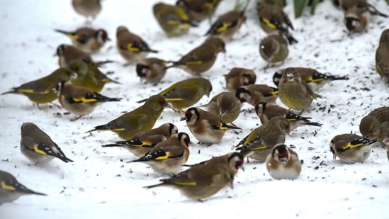 European goldfinches and finches feed on seeds in a snow-covered garden.(AFP / File photo) European goldfinches and finches feed on seeds in a snow-covered garden.(AFP / File photo)