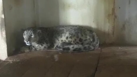 The image shows the snow leopard.(ANI) The image shows the snow leopard.(ANI)