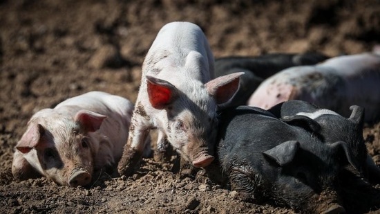 China flew in 10,433 live swine worth $25 million in the first quarter, with the imports mainly coming from Denmark and the US (Bloomberg) China flew in 10,433 live swine worth $25 million in the first quarter, with the imports mainly coming from Denmark and the US (Bloomberg)