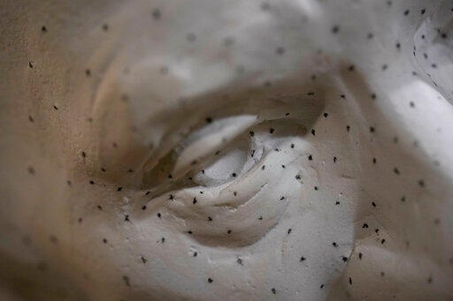 Points cover the surface of a plaster model from a sculpture by Chas Fagan of Holocaust survivor and Nobel Peace Prize winning author Elie Wiesel in the Human Rights Porch at the Washington National Cathedral, Thursday, March 25, 2021. The marks are made with a pointing machine, a measuring tool to accurately copy plaster sculpture models into stone. (AP) Points cover the surface of a plaster model from a sculpture by Chas Fagan of Holocaust survivor and Nobel Peace Prize winning author Elie Wiesel in the Human Rights Porch at the Washington National Cathedral, Thursday, March 25, 2021. The marks are made with a pointing machine, a measuring tool to accurately copy plaster sculpture models into stone. (AP)