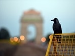 A crow perches on a Delhi Police barricade near India Gate at Rajpath in New Delhi. A crow perches on a Delhi Police barricade near India Gate at Rajpath in New Delhi.