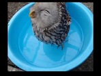 The image shows the happy owl.(Reddit) The image shows the happy owl.(Reddit)
