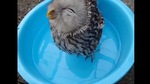The image shows the happy owl.(Reddit) The image shows the happy owl.(Reddit)